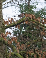 Garrulus glandarius