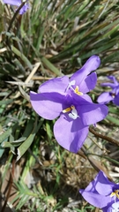 Patersonia juncea