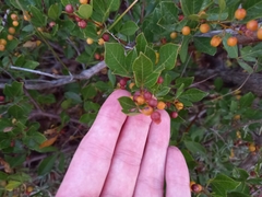 Searsia laevigata