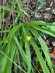Hypoxis angustifolia buchananii