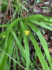 Hypoxis angustifolia buchananii