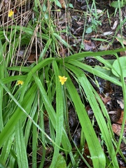Hypoxis angustifolia buchananii