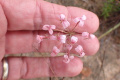 Pelargonium gracillimum