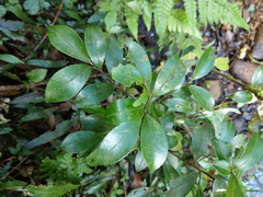 Camellia brevistyla