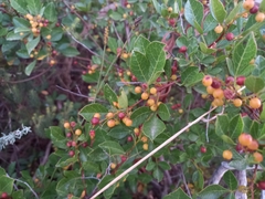 Searsia laevigata