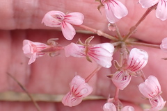 Pelargonium gracillimum