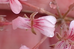 Pelargonium gracillimum