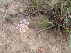 Pelargonium gracillimum