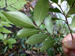 Camellia brevistyla