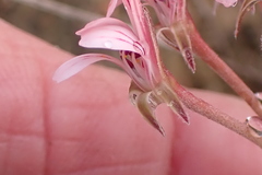 Pelargonium gracillimum