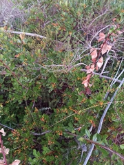 Searsia laevigata