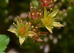 Sedum laconicum