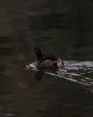 Tachybaptus ruficollis
