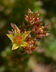 Sedum laconicum