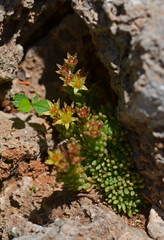 Sedum laconicum