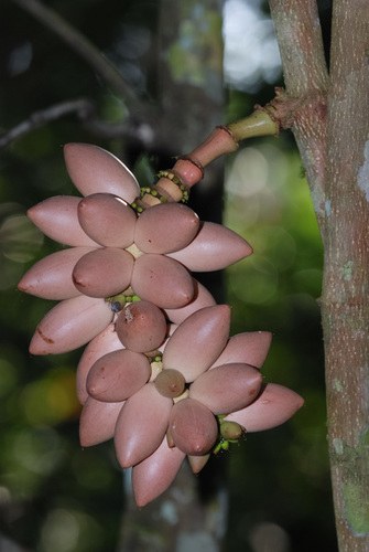 Gnetum ridleyi
