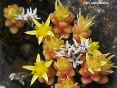 Sedum praesidis