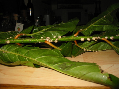 Citharexylum caudatum