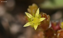 Sedum praesidis