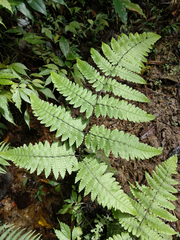 Diplazium doederleinii