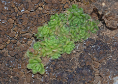 Sedum tristriatum
