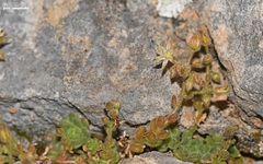 Sedum tristriatum