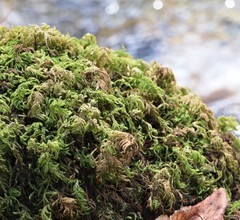 Thamnobryum alopecurum