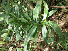 Symplocos wikstroemiifolia