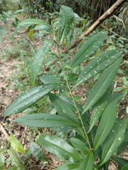 Symplocos wikstroemiifolia