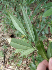 Symplocos wikstroemiifolia