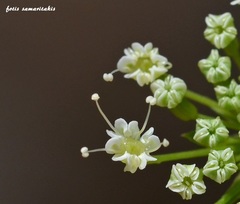 Cnidium silaifolium