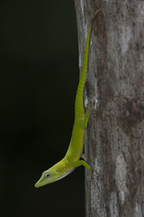 Anolis callainus
