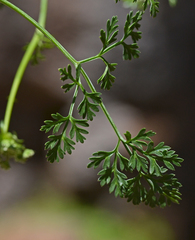 Cnidium silaifolium