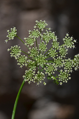 Cnidium silaifolium