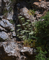 Cnidium silaifolium