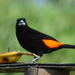 Flame-rumped Tanager - Photo (c) Alejandro  Bayer Tamayo, some rights reserved (CC BY-SA)