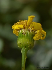 Senecio squalidus rupestris