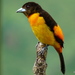 Flame-rumped Tanager - Photo (c) julian londono, some rights reserved (CC BY-SA)