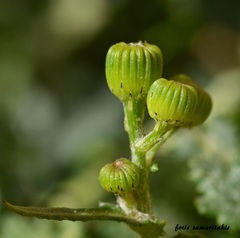 Senecio squalidus rupestris