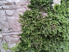Porella platyphylla