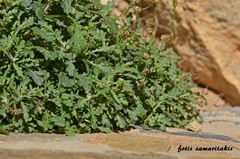 Senecio squalidus rupestris
