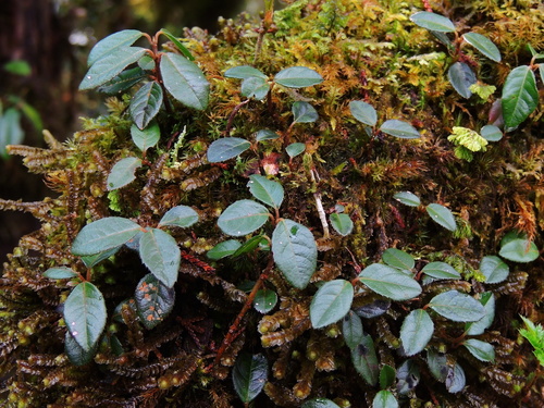 Image of Ardisia japonica by (c) Jacy Chen, some rights reserved (CC BY)