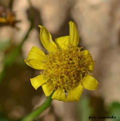 Senecio squalidus rupestris