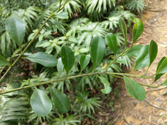 Ilex maximowicziana