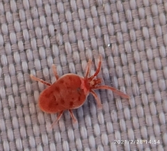 Allothrombium fuliginosum