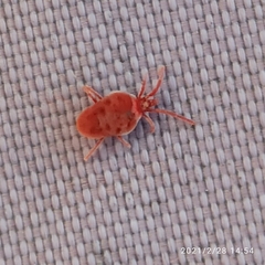 Allothrombium fuliginosum