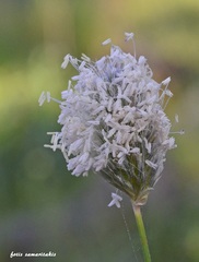 Sesleria doerfleri