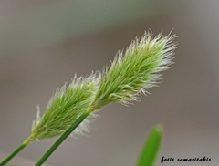 Sesleria doerfleri