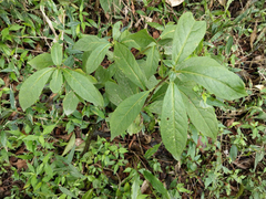 Decaneuropsis gratiosa