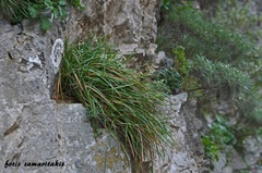 Sesleria doerfleri